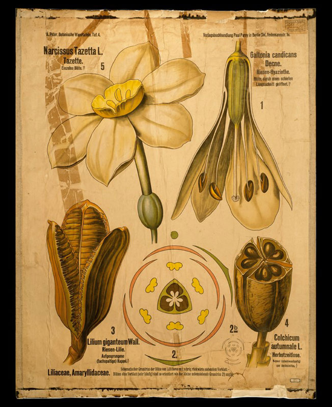 Tafel 04 Liliaceae-Amaryllidaceae